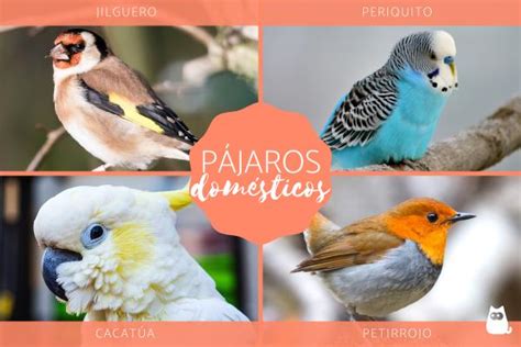 10 Pájaros Domésticos Tipos Nombres Y Fotos
