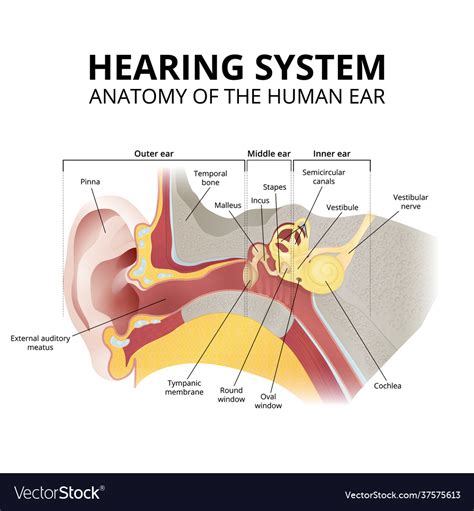 Ear Anatomy Oval Window