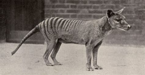 If only cameron had a time machine. 14 Facts About Animals That Have Gone Extinct in the Last ...