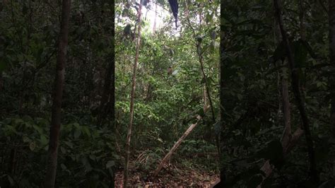 Amazon Rainforest Jungle Sounds Youtube