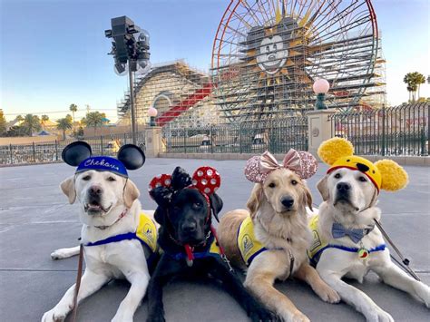 These Service Dogs Visiting Disneyland Will Make Your Day Good