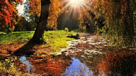 Colorful Autumn Fall Trees Swamp Green Grass Field Reflection On Water
