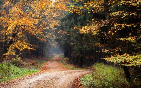 Landscape Nature Dirt Road Forest Fall Leaves Trees Shrubs