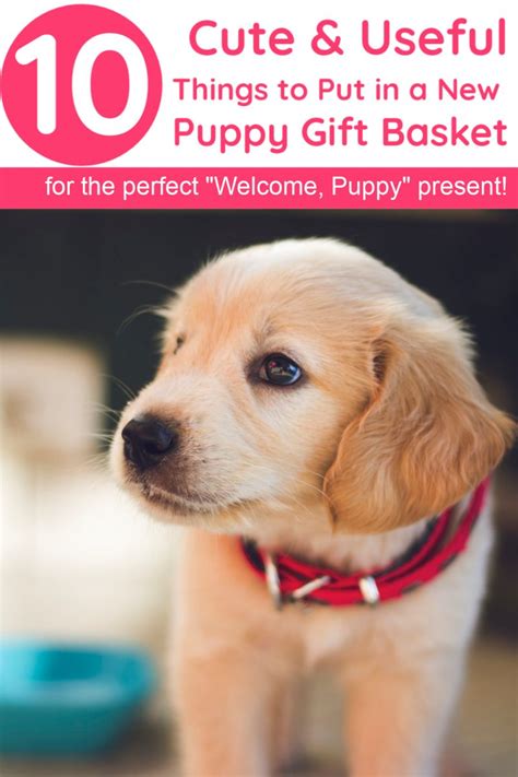 The perfect gift basket for your dog! 10 Things to Put in a "Welcome to the Family" New Dog Gift ...