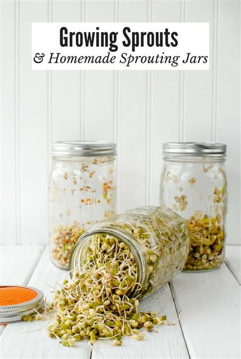 Growing Sprouts And Diy Sprouting Jars Tutorial