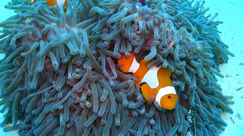 Clownfishes Playing In Their Magnificent Anemone Coral Youtube