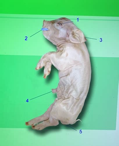 Fetal Pig Dissection Flashcards Quizlet