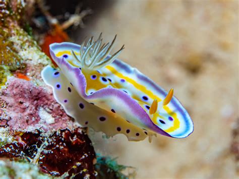 Nudibranchs In Indonesia Jacks Underwater Photography Sea Slug