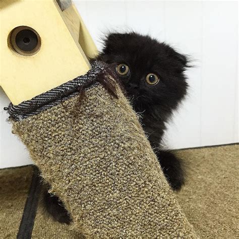 Inhalant, food, and contact allergies can all cause dermatitis with scaly, dry skin. Gimo, l'adorable chaton aux grands yeux ronds et noirs
