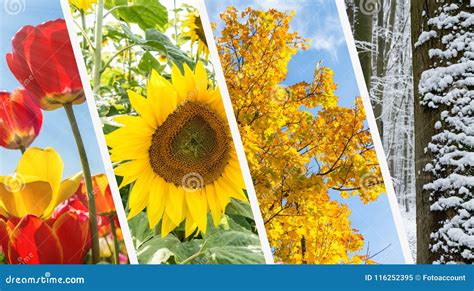 Baum Vier Jahreszeiten Frühling Sommer Herbst Winter Archivbilder Abgabe Des Download 346