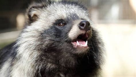 Tanuki The Raccoon Dog Comes From Asia
