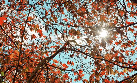 Autumn Foliage And Rays Of Sun Photograph By Athina Psoma Pixels