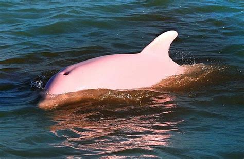 The Only Known Pink Bottlenose Dolphin Albino Pinky Became A Huge