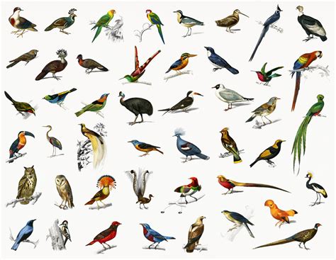 Different Types Of Birds Psd High Quality Animal Stock Photos