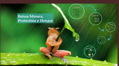 Reinos Monera Protoctista y Hongos by Ángela Álvarez Marín