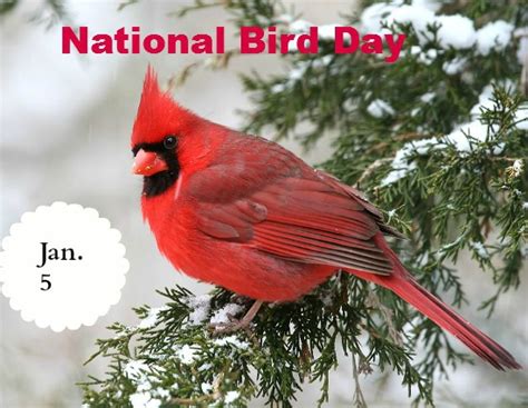 Celebrate National Bird Day