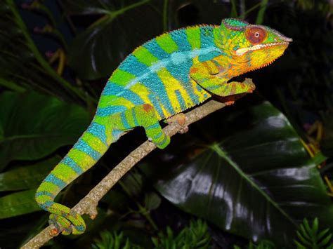 Prof. Tali: The Chameleon - 5/6N Animal Adaptations Project