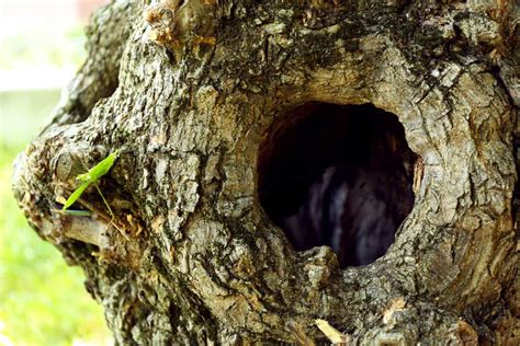7 Reasons Your Tree Has Holes And If It Will Survive Tree Journey
