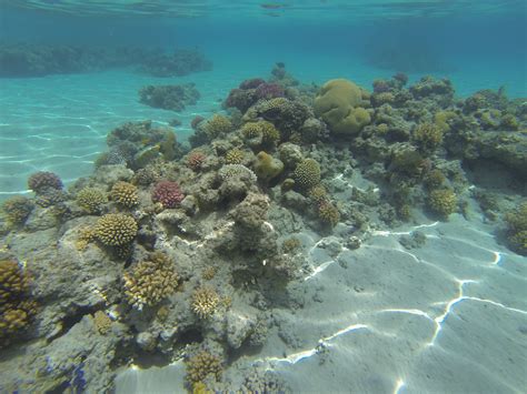 Free Images Sea Ocean Diving Underwater Coral Reef