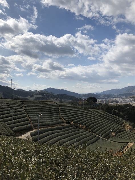 Kyoto Obubu Tea Farms Tea Tour Event Recap Tea In Spoons