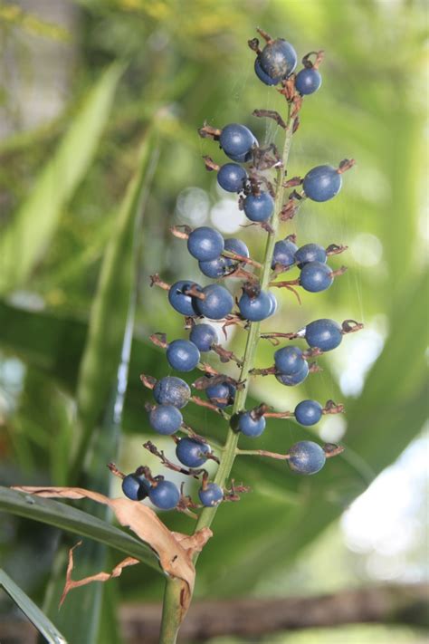 Alpinia Caerulea Native Ginger Noosa Coastcare