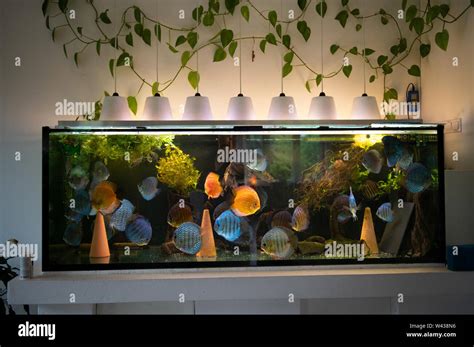 Big Aquarium With Colourful Discus Fishes And Plants In A Living Room