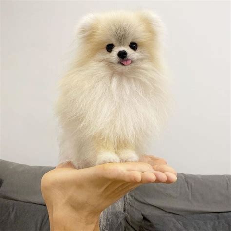 Pomeranian Puppy For Sale Adoption From Johor Batu Pahat