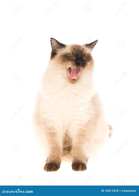 Yawning Ragdoll Cat On White Background Stock Photo Image Of Coat