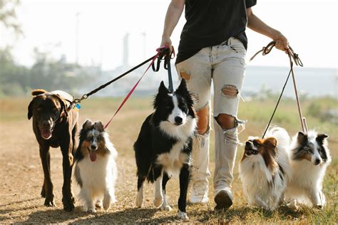 Unrecognizable Woman Walking Dogs On Leashes In Countryside · Free