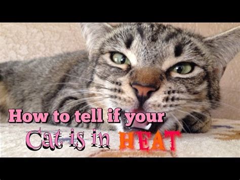 How Do You Tell If A Cat Is In Heat Cat Lovster