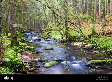 Schondra Stream Rhoen Biosphere Reserve Bavarian Rhoen Nature Park