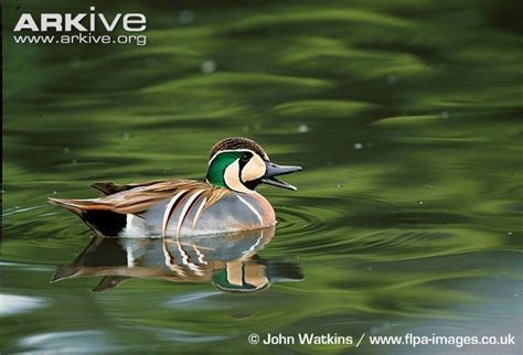 Baikal Teal Alchetron The Free Social Encyclopedia