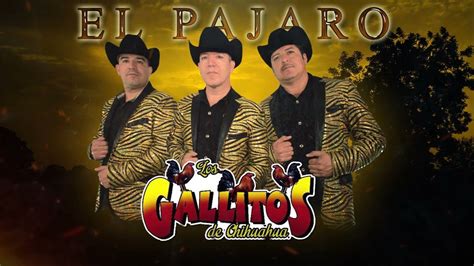 El Pajaro Los Gallitos De Chihuahua 2022 Chords Chordify