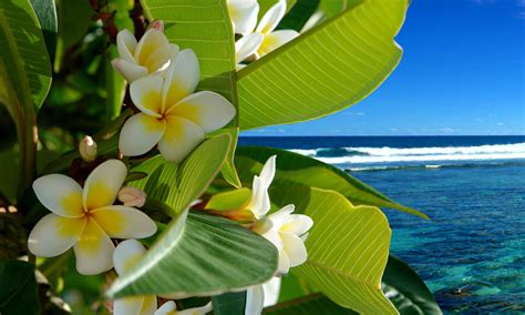 Flowers Tropical Beach Wallpapers Top Free Flowers Tropical Beach
