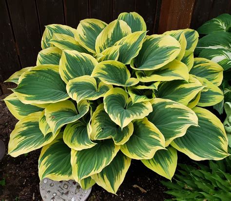 Hostas really aren't hard to care for as long as you plant them at the. Liberty hosta | Hostas, Succulents, Plants