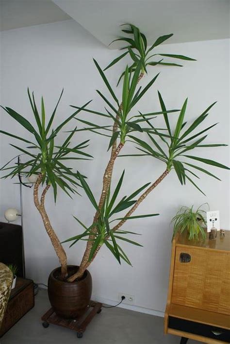 Even though this cactus loves the sun, it needs more protection from the sun during its first year, especially when compared with other cactus varieties. Large House Plants That Look Like Trees