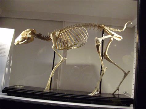Mouse Deer Skeleton Stock By Toscaterrier On Deviantart