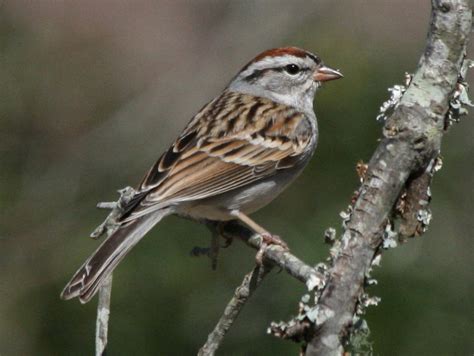 North Carolina Mountain Birds Chipping Sparrow