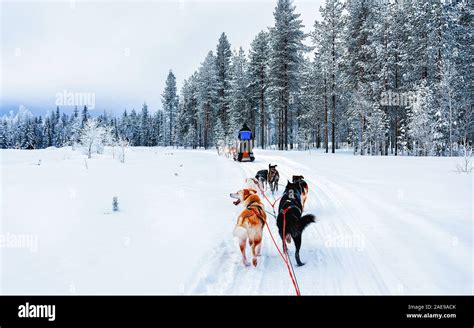 Man On Husky Dog Sled In Finland In Lapland Winter Reflex Stock Photo