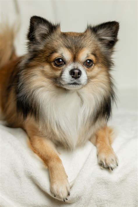 With a luxurious mane and plenty of ear feathering, this chi certainly has a regal appearance. Long Haired Chihuahua Hair Cuts: A Guide to Grooming with ...