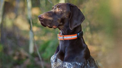 Selbst der folgsamste hund kann sich dieser gps tracker für hunde ermöglicht ein echtzeit tracking und einen positionsverlauf. BÄST HUND GPS - Topp 3 GPS-trackers