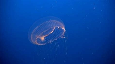 Beautiful African Animals Safaris Jellyfish Migration With Vinegar In