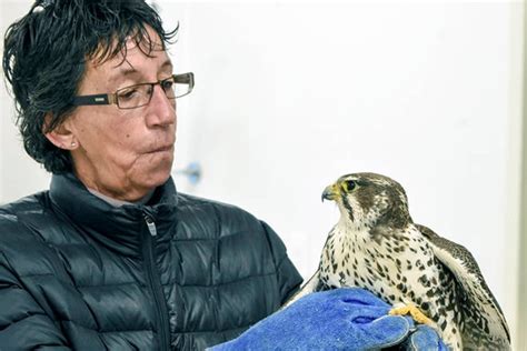 Friendly Falcon Now In Residence At Okanagan Raptor Rehab Centre
