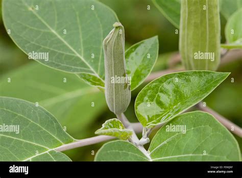 Brugmansia Inoxia Fotos Und Bildmaterial In Hoher Auflösung Alamy