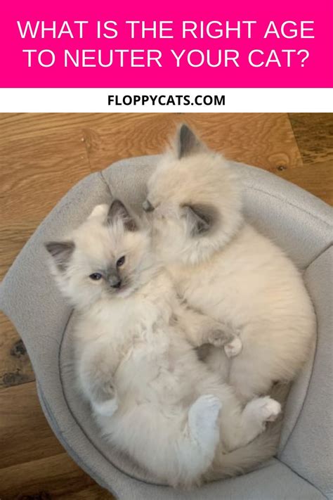 What Is The Right Age To Neuter Your Cat Floppycats™ Cat Having
