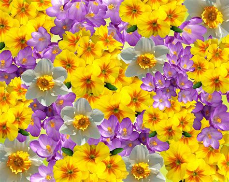 Free Images Nature Flower Petal Bloom Spring Colorful Yellow