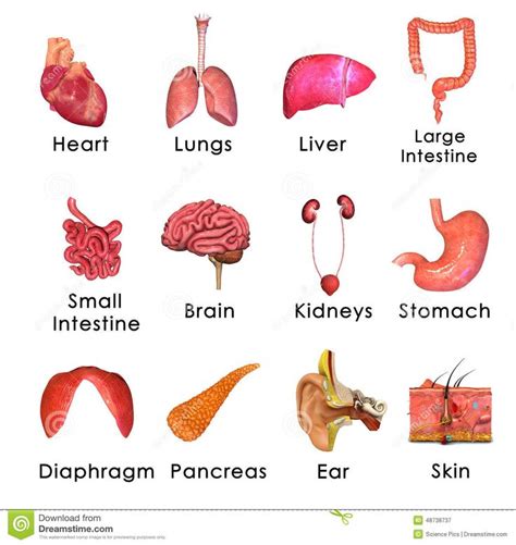 Some people study the human body. Picture Body Organs . Picture Body Organs Human Organs ...
