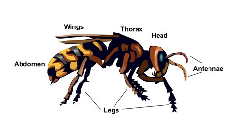 Anatomy Of Insects Body Parts