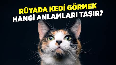 Rüyada Kedi Görmek Hangi Anlamları Taşır? - YouTube