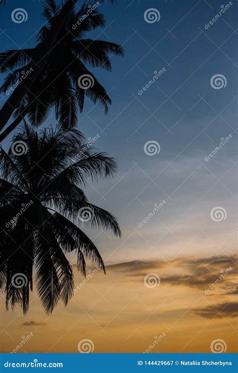 Palm Tree Silhouettes On Sunset Sky Background Colorful Evening Sky